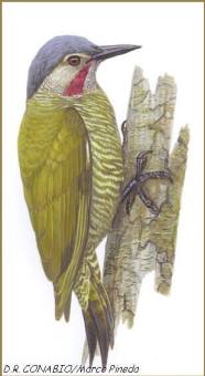 Popup19607 Gray-crowned Woodpecker (Colaptes auricularis).jpg