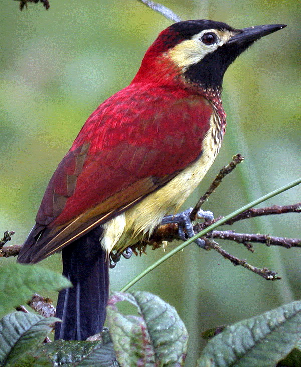 Adult lysinger Crimson-mantled Woodpecker (Piculus rivolii).jpg