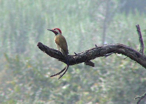Black-necked Woodpecker (Colaptes atricollis).jpg