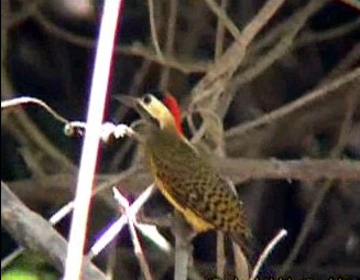 Spot-breasted Woodpecker (Colaptes punctigula).jpg