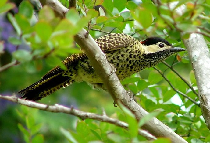 col mel fab Green-barred Woodpecker (Colaptes melanochloros).jpg