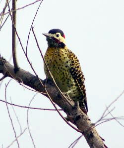 278051 golden-breasted woodpecker 1 Golden-breasted Woodpecker (Colaptes melanochloros melanolaimus).jpg