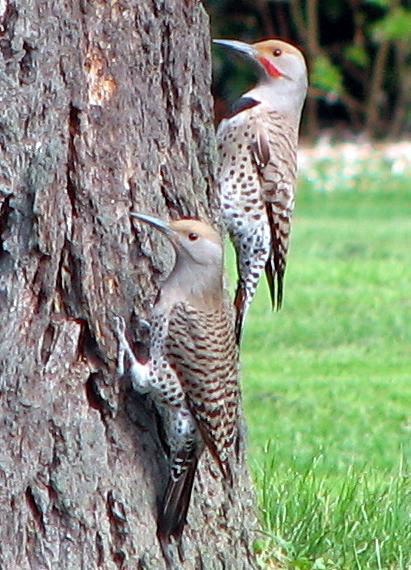 Two flickers Red-shafted Flicker (Colaptes auratus cafer).jpg