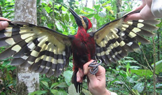 Crimson-bellied Woodpecker (Campephilus haematogaster).jpg