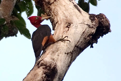 camrub10867 Red-necked Woodpecker (Campephilus rubricollis).jpg