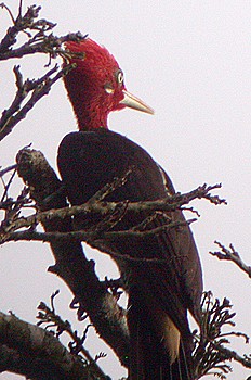 Robust Woodpecker (Campephilus robustus).jpg