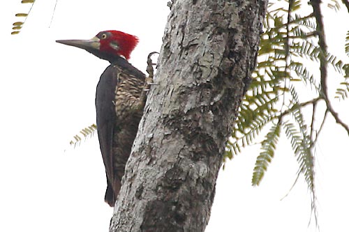 cammel8271 Crimson-crested Woodpecker (Campephilus melanoleucos).jpg