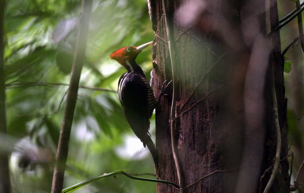 Pale-billed Woodpecker (Campephilus guatemalensis).jpg