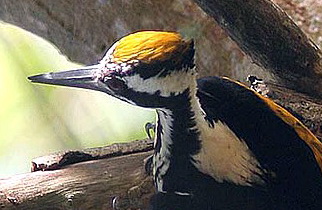 White-naped Woodpecker (Chrysocolaptes festivus) female.jpg