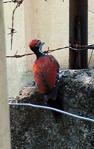 Greater Flameback (Chrysocolaptes lucidus) woodpecker.jpg