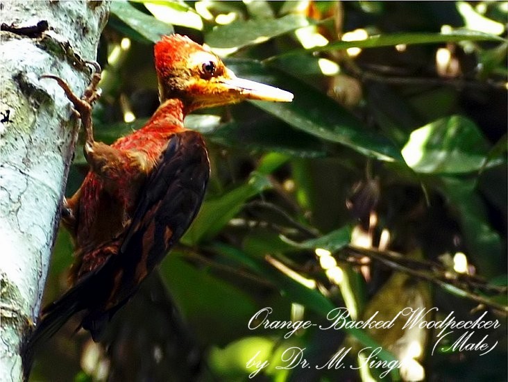 Orange-backed Woodpecker Reinwardtipicus validus.jpg