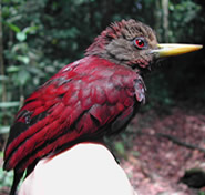 dn3973-1 185 Maroon Woodpecker (Blythipicus rubiginosus).jpg