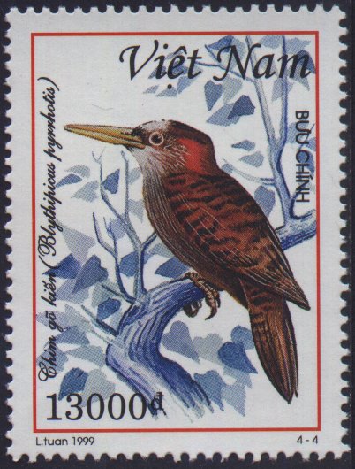  99195 Bay Woodpecker (Blythipicus pyrrhotis).jpg