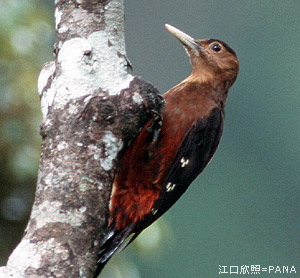 020 Okinawa Woodpecker (Sapheopipo noguchii).jpg