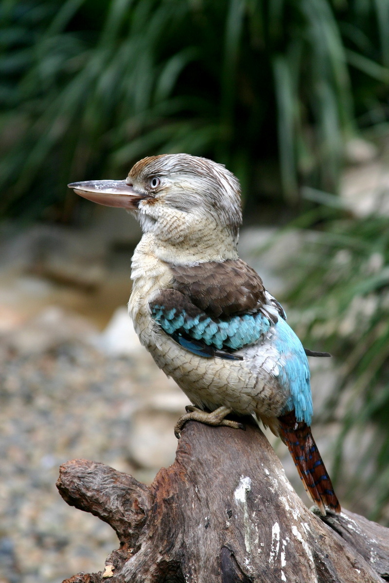 Blue-winged Kookaburra (Dacelo leachii).jpg