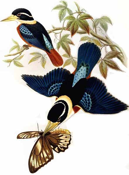 martin-chasseur de gaudichaud jogo 0g Rufous-bellied Kookaburra (Dacelo novaeguineae).jpg