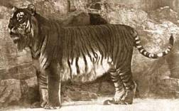 Caspian Tiger (Panthera tigris virgata).jpg