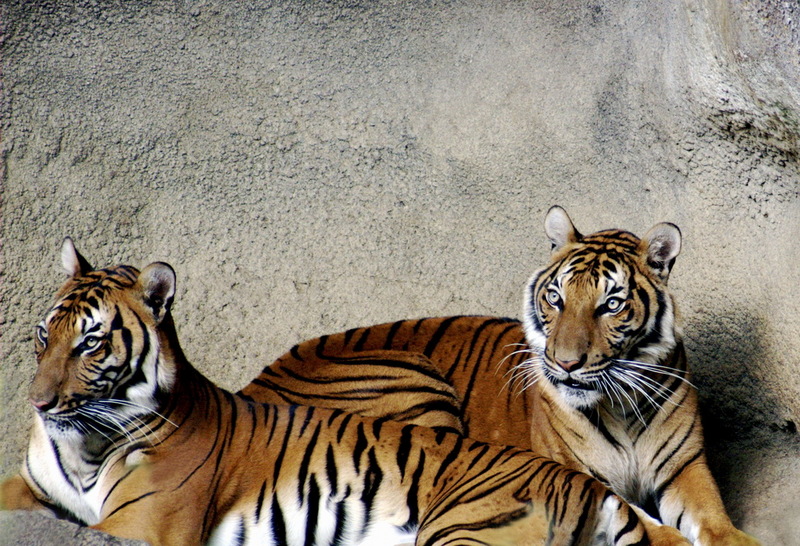 Tiger 032 Indochinese Tiger (Panthera tigris corbetti).jpg