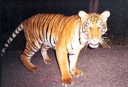Malayan Tiger Panthera tigris jacksoni in Camera Trap - Kae Kawanishi.jpg