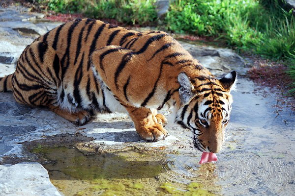 South China Tiger (Panthera tigris amoyensis).jpg