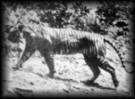 Panthera tigris sondaica 01 Javan Tiger (Panthera tigris sondaica).jpg