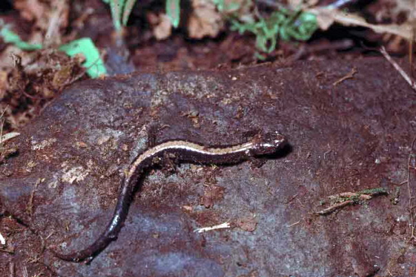 Shenandoah Salamander (Plethodon shenandoah).jpg