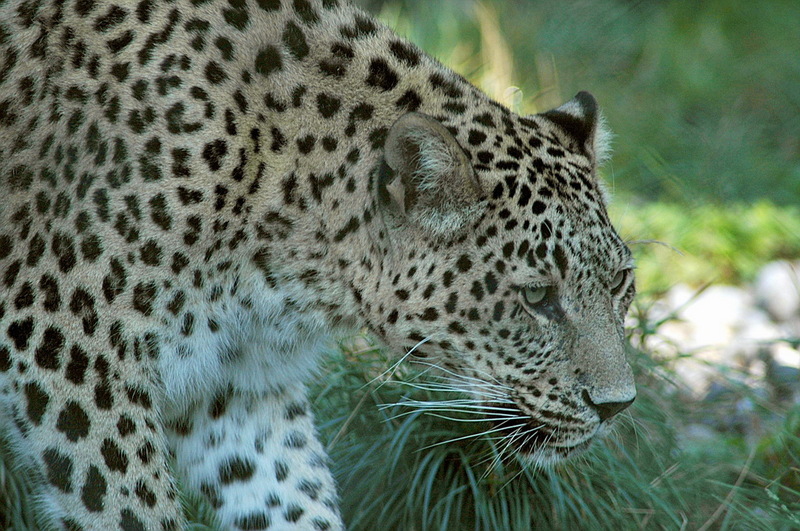 Persischer leopard2cele4 Persian Leopard (Panthera pardus saxicolor).jpg