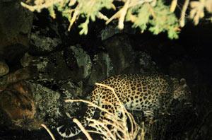 Armenian leop - Persian Leopard (Panthera pardus saxicolor).jpg