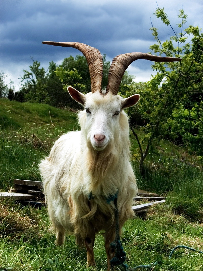Irish Goat-Domestic Goat (Capra aegagrus hircus).jpg