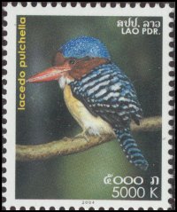 Banded Kingfisher (Lacedo pulchella).jpg
