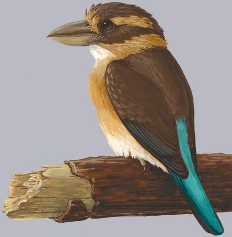 medium-Shovel-billed Kookaburra (Clytoceyx rex) kingfisher.jpg