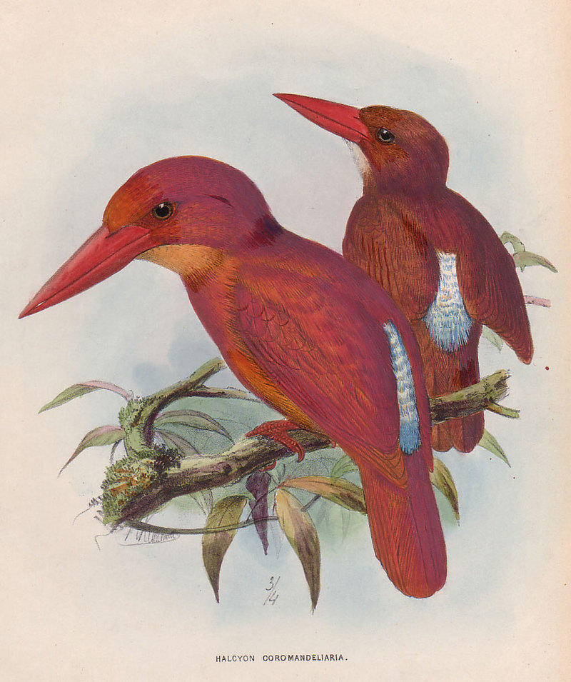 Halcyon Coromanda Ruddy Kingfisher (Halcyon coromanda).jpg