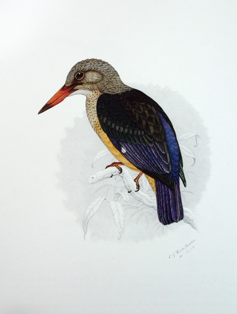 Halcyon leucocephala00 Grey-headed Kingfisher (Halcyon leucocephala).jpg