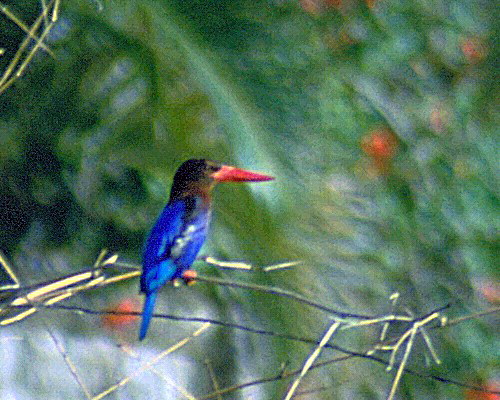 rajaudang03jpg Javan Kingfisher (Halcyon cyanoventris).jpg