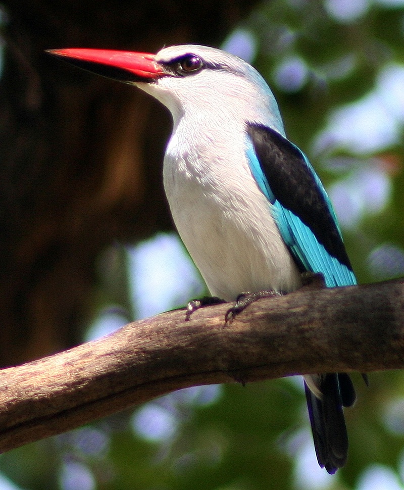 Woodland Kingfisher (Halcyon senegalensis).jpg