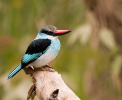 Bbkingfisherforwiki Blue-breasted Kingfisher (Halcyon malimbica).jpg