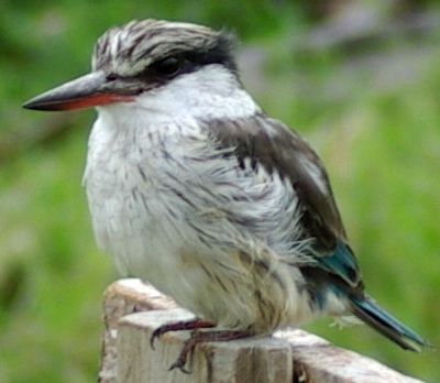 Halcyon chelicuti1 Striped Kingfisher (Halcyon chelicuti).jpg
