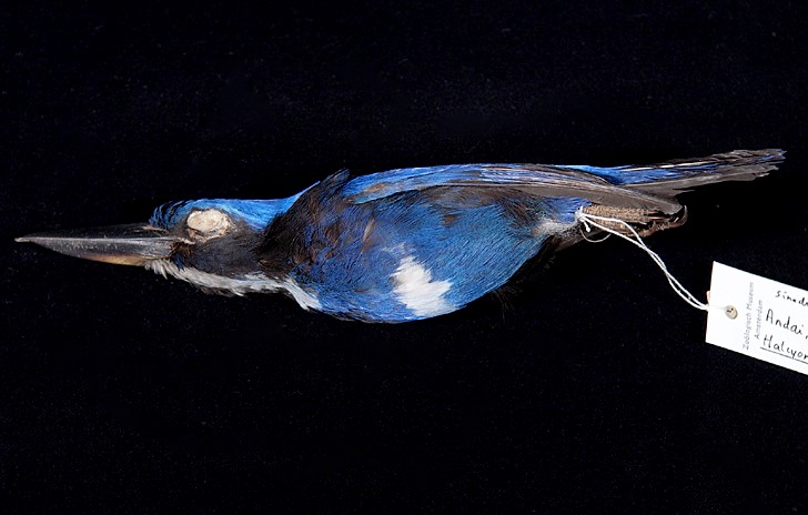 23720 Blue-black Kingfisher (Todiramphus nigrocyaneus).jpg