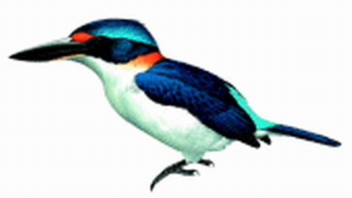 1112 Rufous-lored Kingfisher (Todiramphus winchelli).jpg