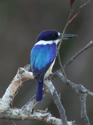 Forest-Kingfisher (Todiramphus macleayii).gif