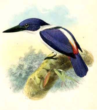 martin-chasseur.outremer.jgke Todirhamphus leucopygius, Ultramarine Kingfisher.jpg