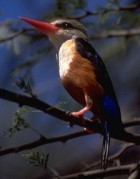 Chestnut-bellied Kingfisher(NN) Todiramphus farquhari.jpg