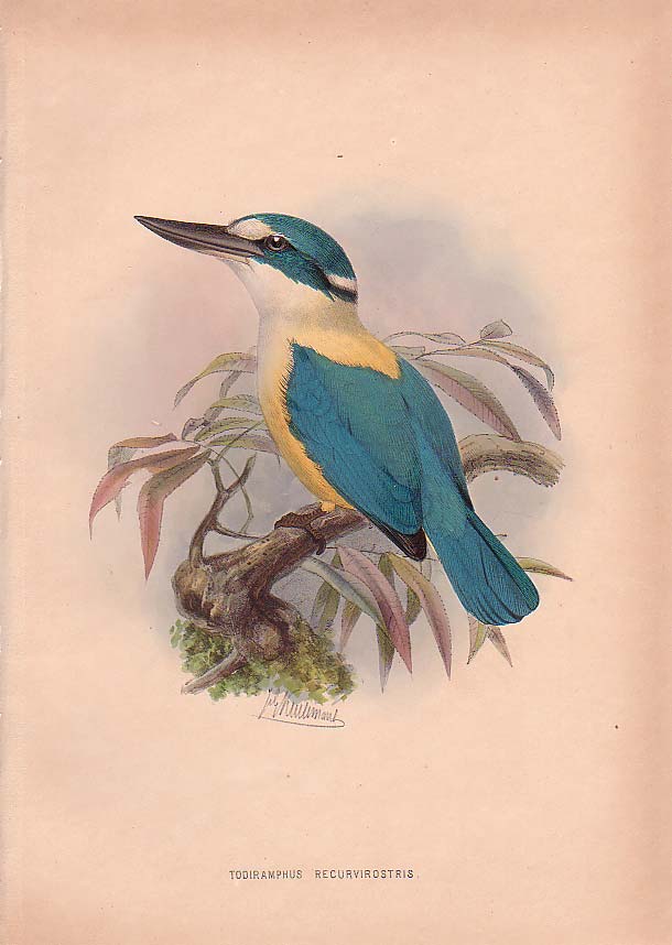 Todiramphus Recurvirostris Flat-billed Kingfisher (Todiramphus recurvirostris).jpg