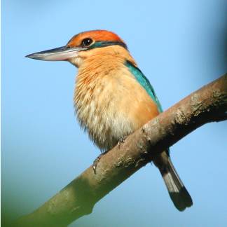 lessersundas06 clip image010 Cinnamon-banded Kingfisher (Todiramphus australasia).jpg