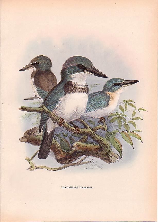 Todiramphus Veneratus Tahiti Kingfisher (Todiramphus veneratus).jpg