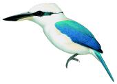 Marquesan Kingfisher  Todiramphus godeffroyi.gif