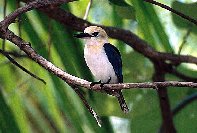 Tuamotu kingfisher , Todiramphus gambieri.jpg
