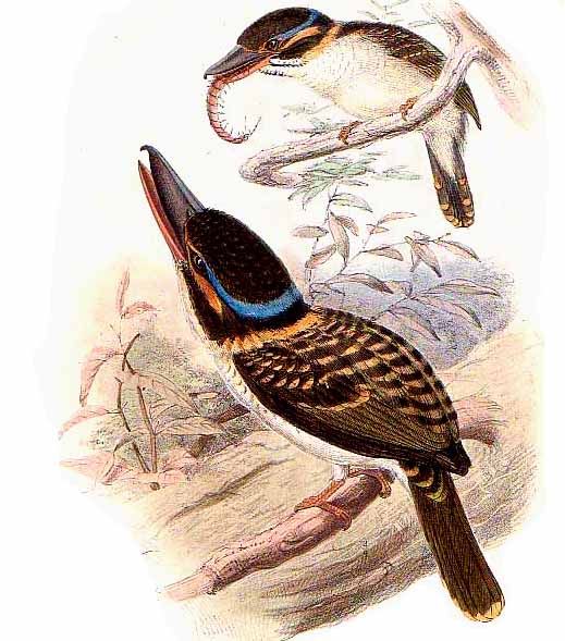 Hook-billed Kingfisher (Melidora macrorrhina).jpg
