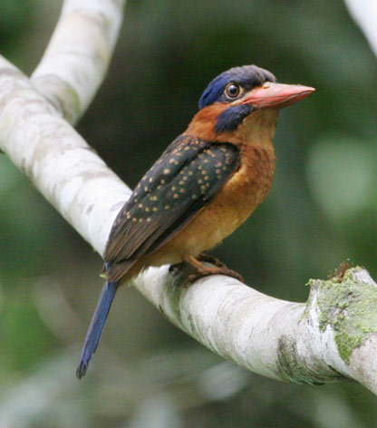 Blue-capped Kingfisher (Actenoides hombroni).jpg