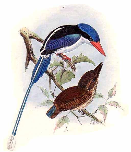Tanysiptera hydrocharis, Little Paradise-Kingfisher.jpg